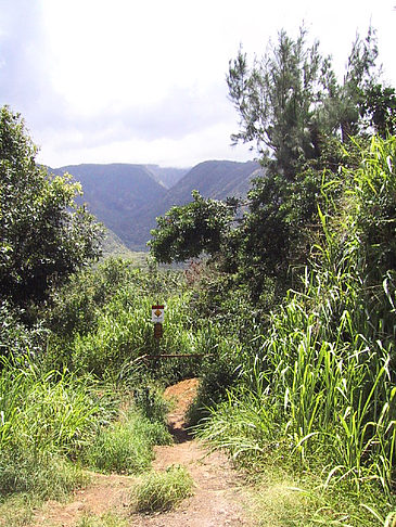 In Hawaiis Wäldern Fotos