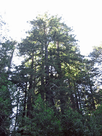 Fotos Muir Wald | Mill Valley