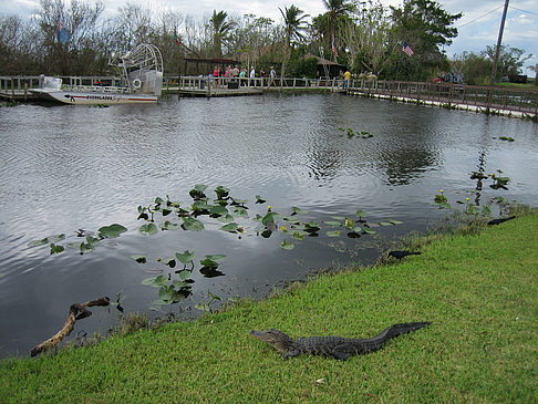 Fotos Krokodil