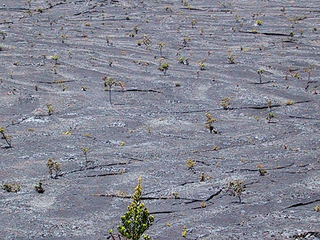 Erstarrte Lava