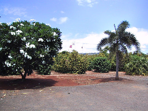 Plantagen auf Kauai Foto 