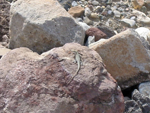 Foto Panamint Springs - Stovepipe Wells - 