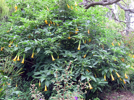 Golden Gate Park mit Botanischen Garten